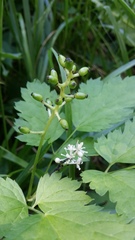Actaea spicata