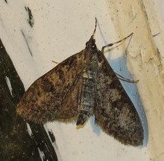Palpita arsaltealis