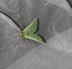 Jochroa chlorogastra