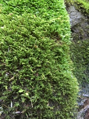 Pseudocampylium radicale