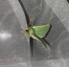 Jochroa chlorogastra