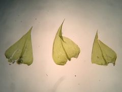 Pseudocampylium radicale