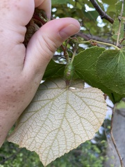 Neolasioptera vitinea