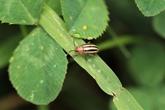 Disonycha admirabila