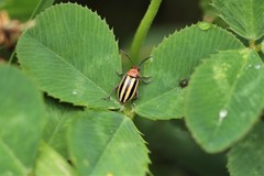 Disonycha admirabila