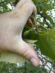 Neolasioptera vitinea
