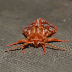 Lophocampa roseata