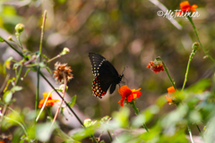 Papilio menatius morelius