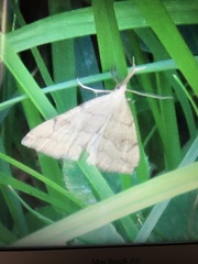 Phalaenostola metonalis