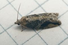 Proteoteras crescentana