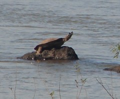 Phrynops williamsi