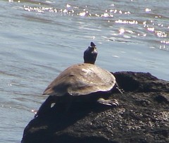 Phrynops williamsi