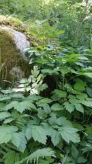 Actaea spicata
