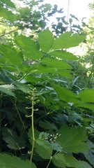 Actaea spicata