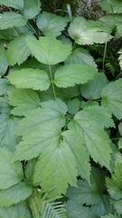 Actaea spicata