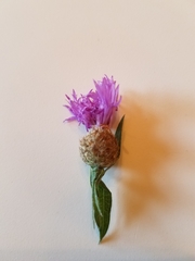 Centaurea × moncktonii