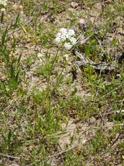 Perideridia kelloggii