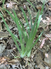 Iris verna smalliana