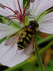 Dasysyrphus intrudens
