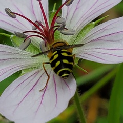 Dasysyrphus intrudens
