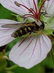 Dasysyrphus intrudens