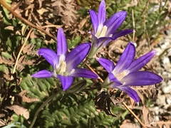 Brodiaea