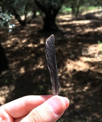 Fringilla coelebs schiebeli