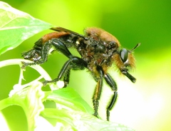 Laphria lata