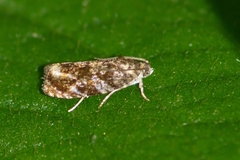 Olethreutes permundana