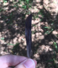 Fringilla coelebs schiebeli