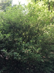 Rhododendron alabamense