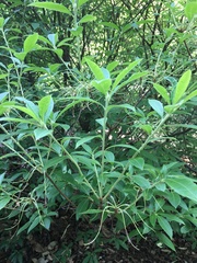 Rhododendron alabamense