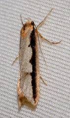 Leptocroca sanguinolenta