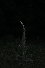 Verbascum