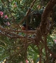 Fringilla coelebs schiebeli