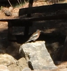 Fringilla coelebs schiebeli