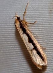 Leptocroca sanguinolenta