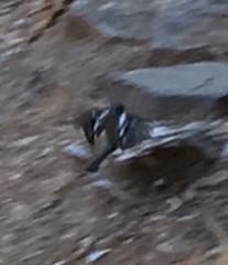 Fringilla coelebs schiebeli