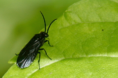 Phymatocera