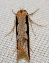 Leptocroca sanguinolenta