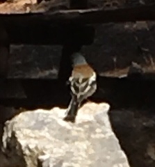 Fringilla coelebs schiebeli