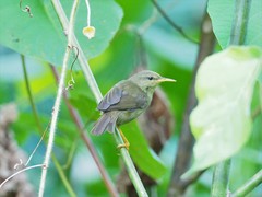 Palau Bush Warbler photo 2