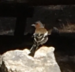 Fringilla coelebs schiebeli