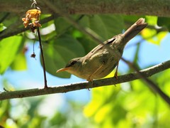 Palau Bush Warbler photo 1
