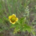 Yellow Avens - Photo (c) cassi saari, some rights reserved (CC BY-NC), uploaded by cassi saari