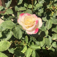 Rosa