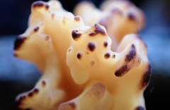 Clavulina vinaceocervina