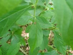 Asteromella clethrae