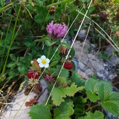 Fragaria vesca vesca