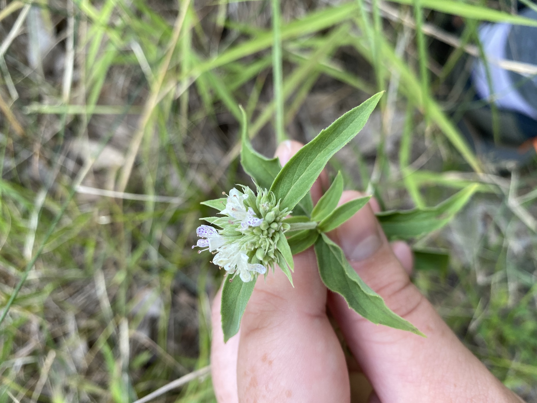 Basil Mountainmint (Pycnanthemum clinopodioides)